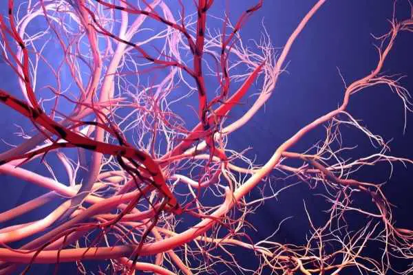 Blood vessels