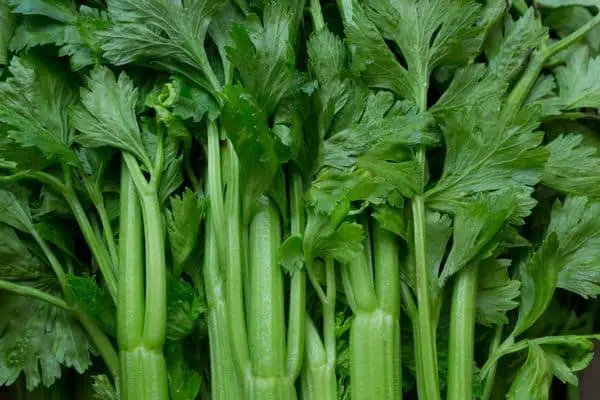 celery is rich in luteolin